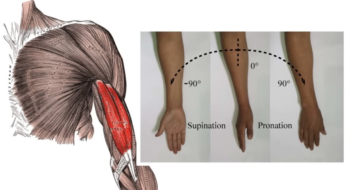 Forearm Supination لف الساعد