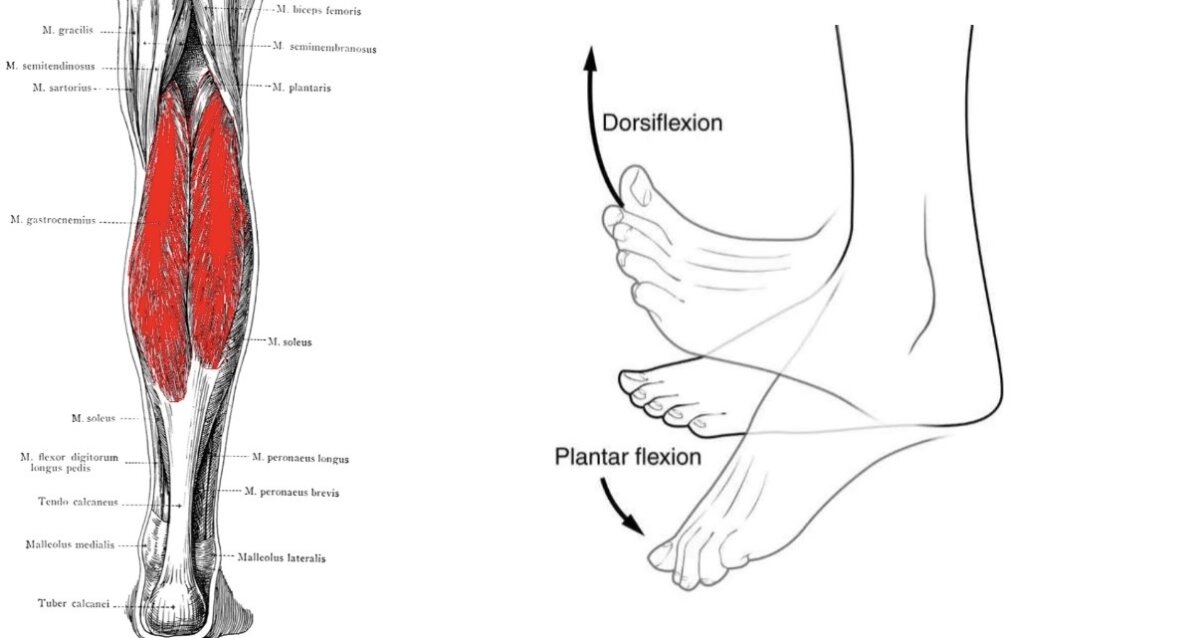 Plantar Flexion