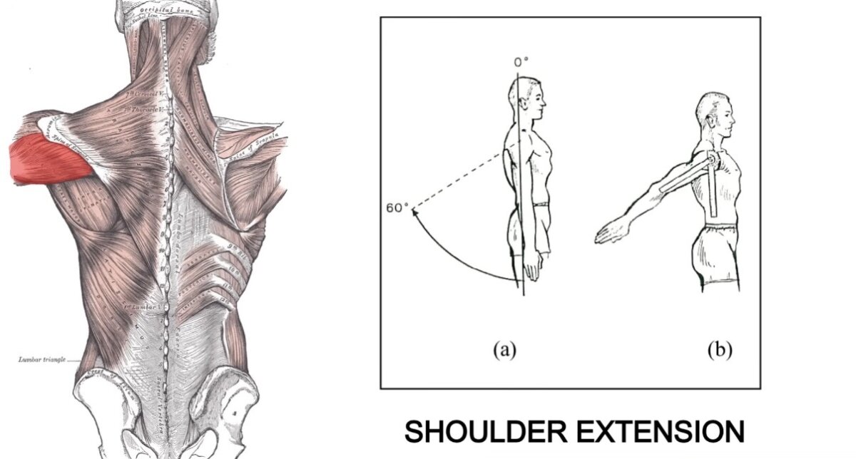 Shoulder Extension تحريك الذراع لاسفل وللخلف