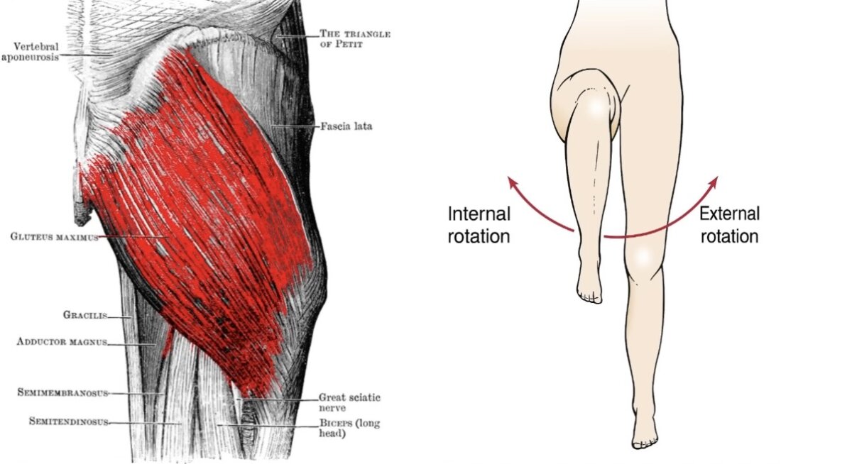 وأيضاً دوران الرجل للخارج (External Rotation)