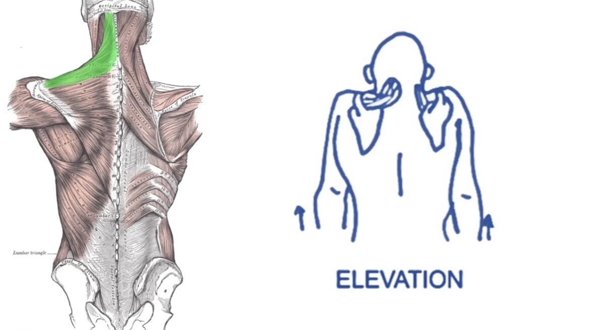 Scapular Elevation