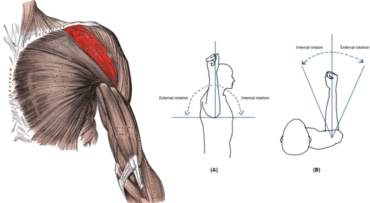 Internal Rotation الدوران الداخلي للذراع