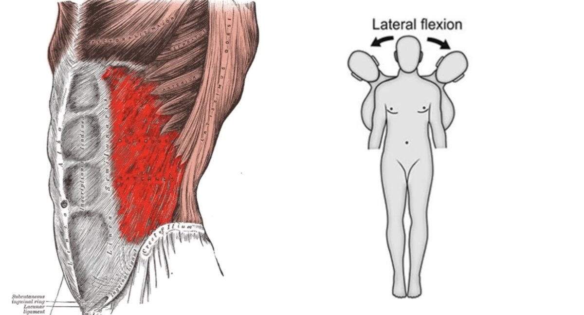 ميل الجسم بالجنب Lateral Flexion