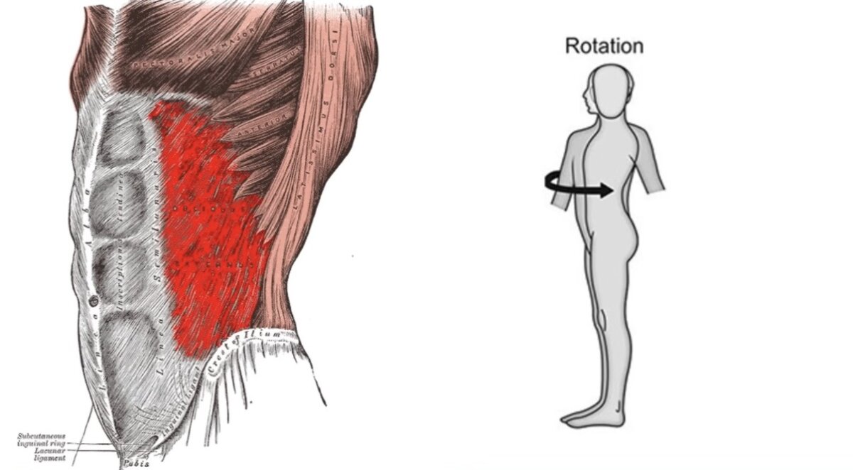 لف الجسم Trunk Rotation