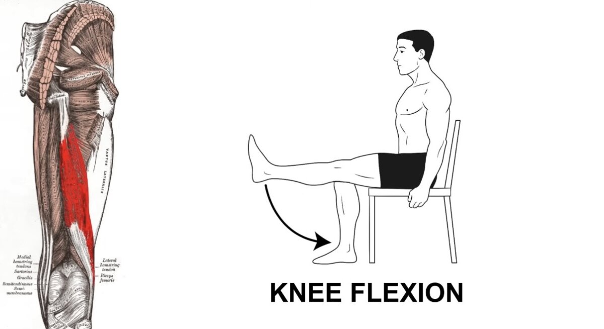 ثني الركبة Knee Flexion