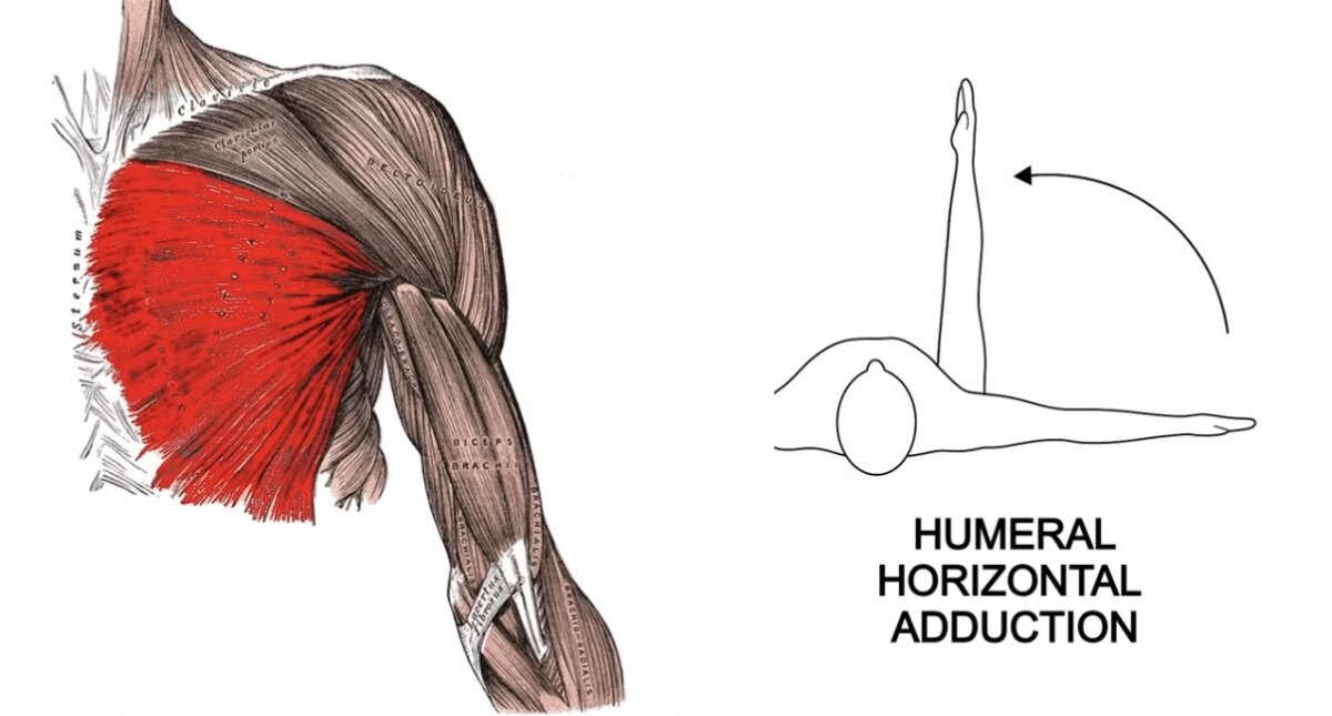 Humeral adduction تقريب الذراعين