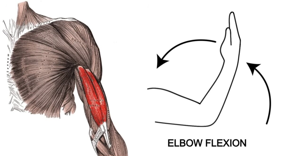 Elbow Flexion ثني الكوع