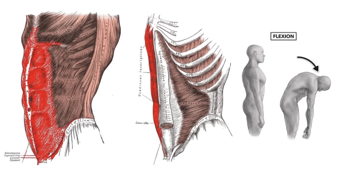 وظيفتها ثني الجسم للأمام (Spinal Flexion)، 