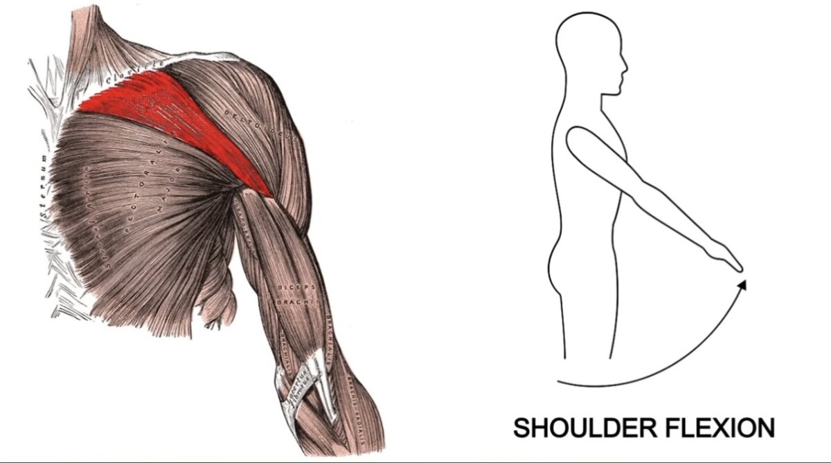shoulder flexion رفع الذراع للامام