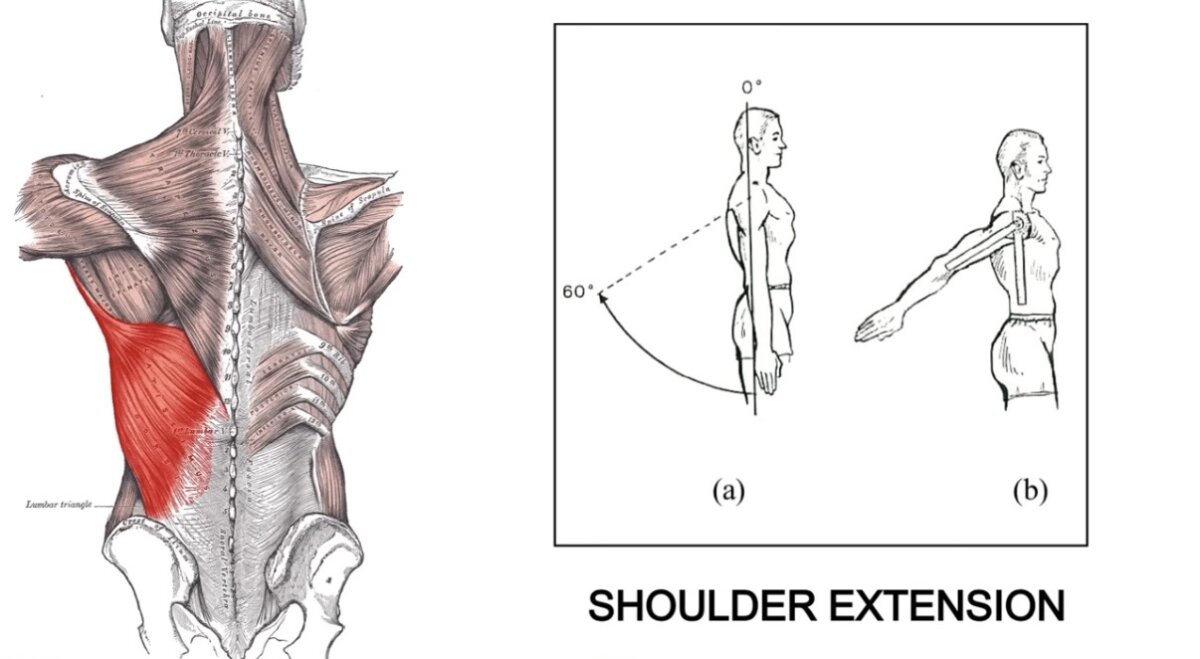 سحب الذراع من الأمام للخلف (Shoulder Extension) 