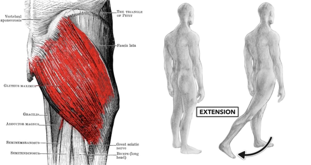 وظيفتها دفع الفخذ للخلف (Hip Extension) 