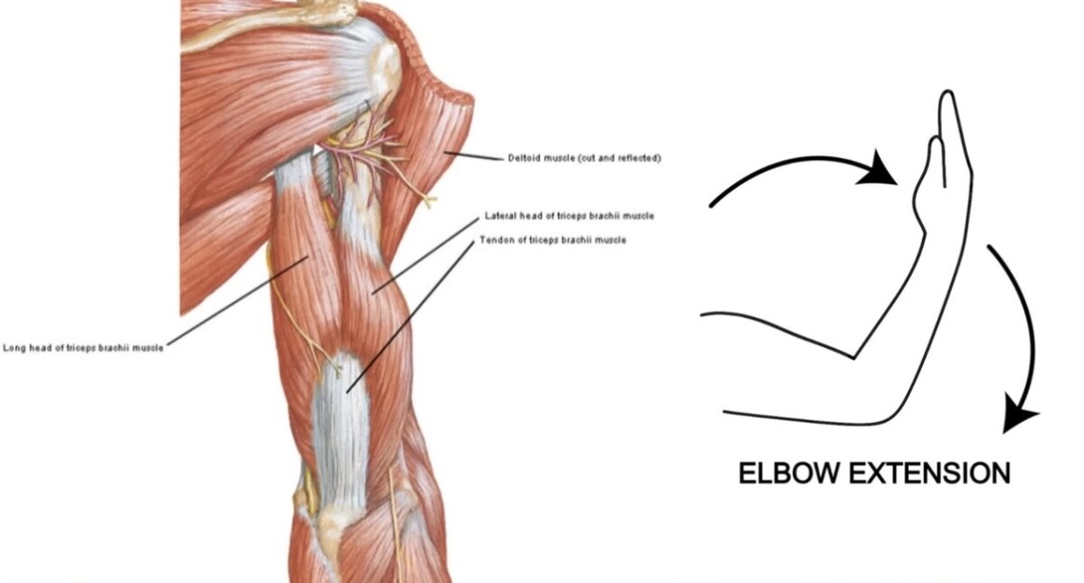 Elbow Extension فرد الكوع
