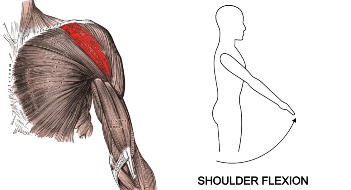 Shoulder Flexion رفع الذراع لأعلى