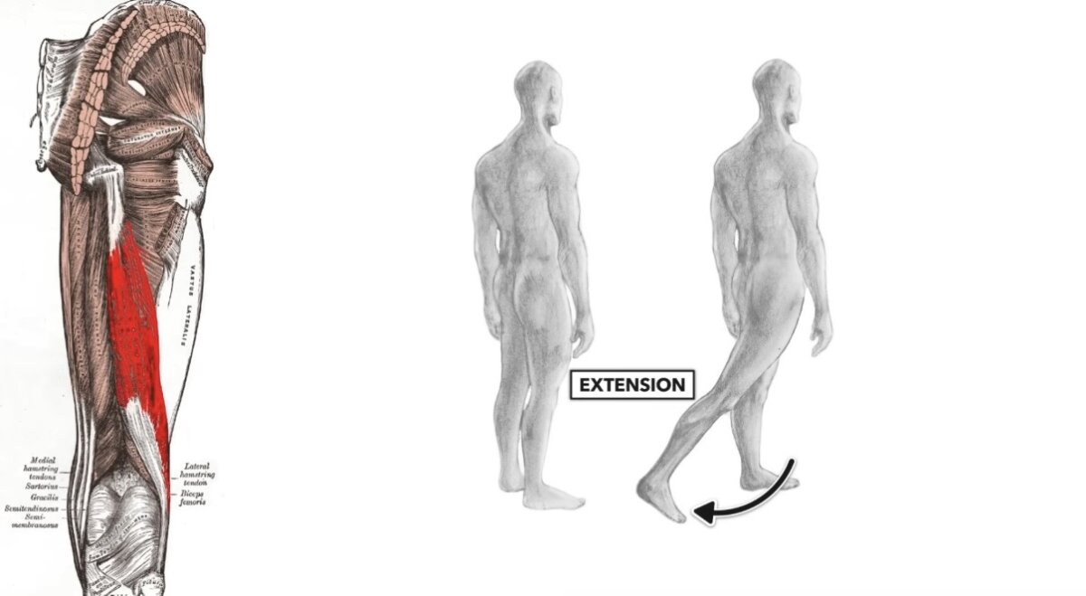 ودفع الرجل للخلف Hip Extension