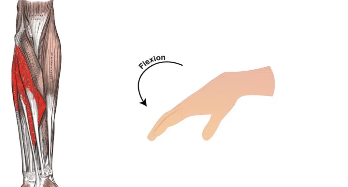 Wrist Flexion ثني الرسغ للداخل
