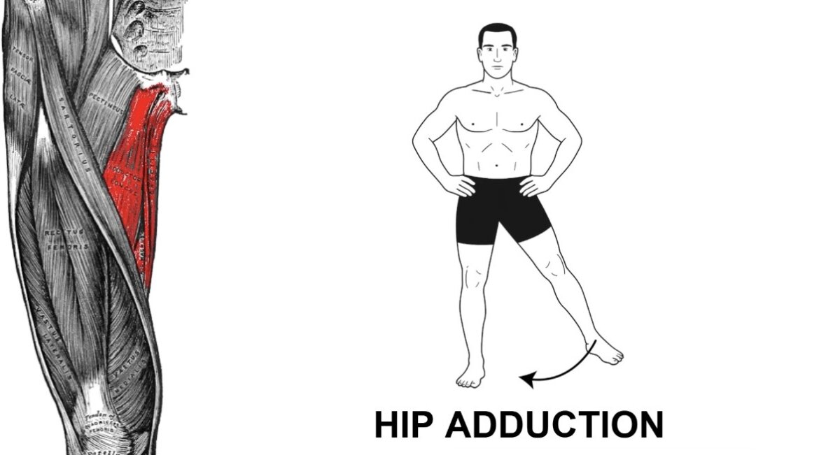 تقريب الرجل باتجاه منتصف الجسم Hip Adduction