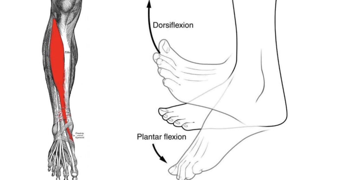 Dorsiflexion