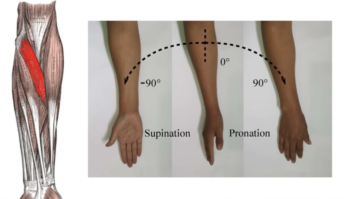 Forearm Pronation لف الساعد