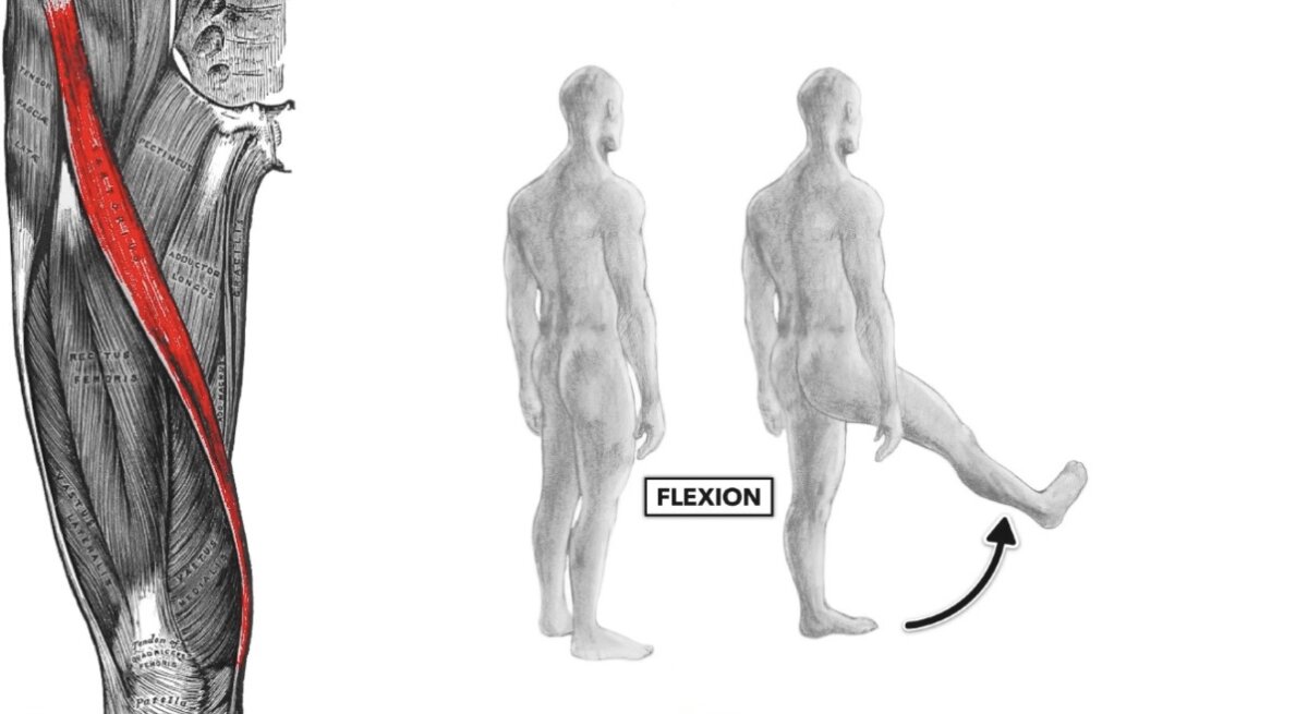 Hip Flexion (رفع الفخذ لأعلى) 