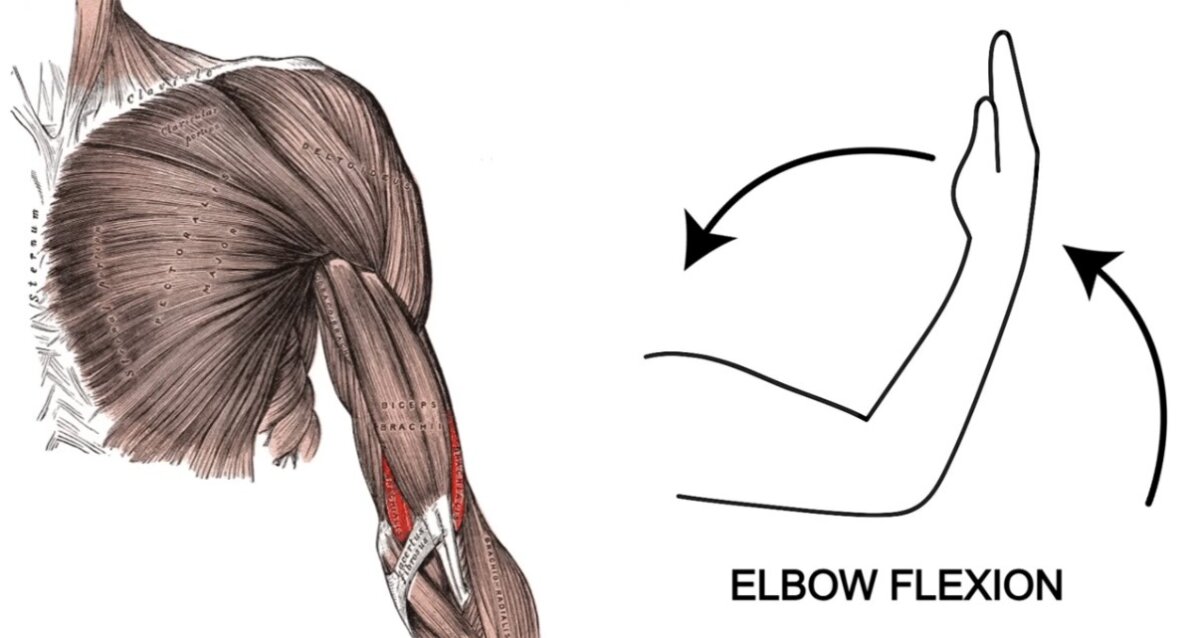 Elbow Flexion ثني الكوع