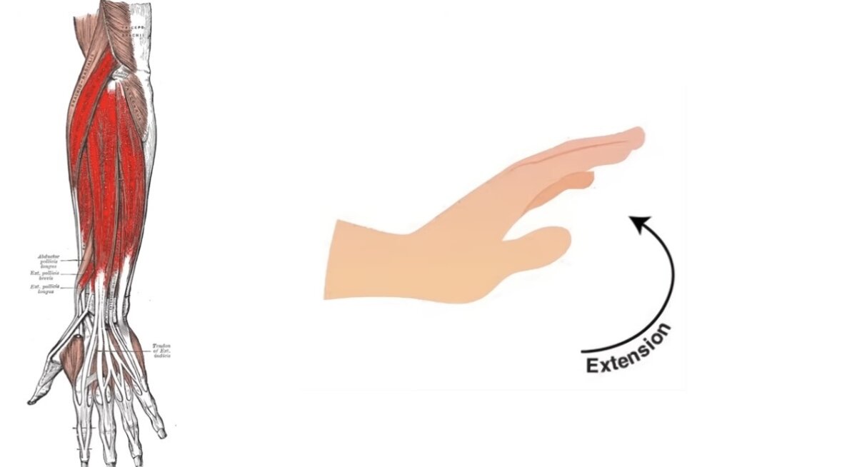 Wrist Extension ثني الرسغ للخارج