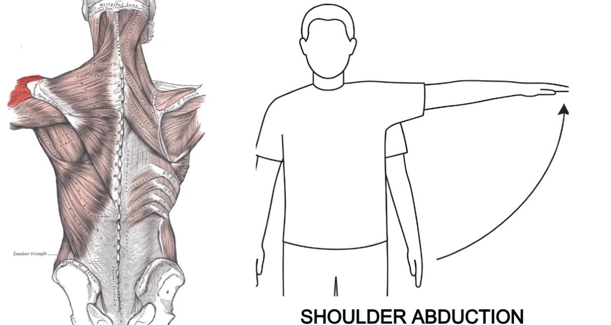 إبعاد الذراع عن الجسم Shoulder Abduction