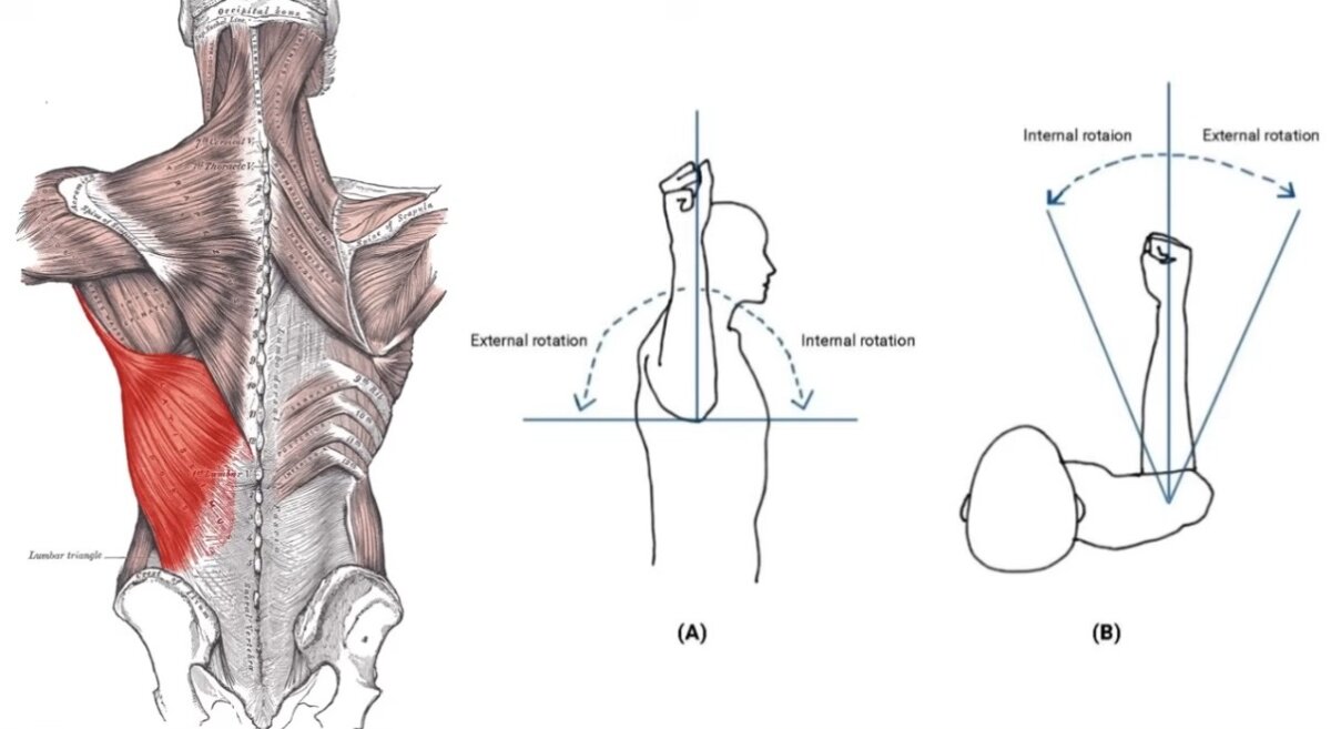 تدوير الذراع للداخل (Shoulder Internal Rotation)